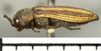 Media type: image;   Entomology 33806 Aspect: habitus lateral view